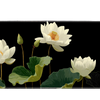 Floral 90x40cm custom desk mat, non-slip rubber base – Print My Pad