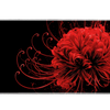 Full-width Red Spider Lily desk mat showing a crimson spider lily with curling stamens on deep black