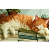 Sleeping Ginger Cat – Book Lover desk mat and mouse pad by PrintMyPad