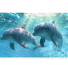 Swimming Dolphins Ocean desk mat artwork in a wide product view