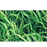 Pattern 90x40cm custom desk mat with vibrant green grass texture, stitched edge – Print My Pad